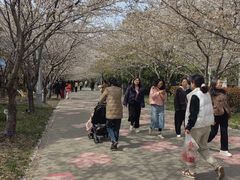 -高东镇樱花园