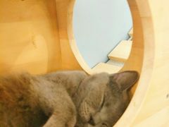-猫咪咖啡·猫咖(万达广场店)