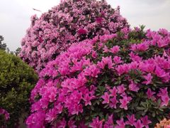 iphone_upload_pic-秀丽东方