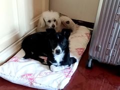 -瑞派福兴宠物医院犬猫全科·骨科·中西医结合(河东店)