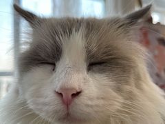 -共舞时光猫咖·狗咖(新街口店)