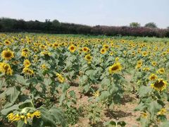 -武汉紫薇都市田园