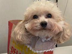 -瑞派康怡24h宠物医院·犬猫医疗中心·微创绝育(瑞景分院)