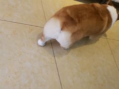 -沐沐家宠物(成寿寺店)