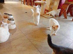 -猫咖时代(中山亭店)