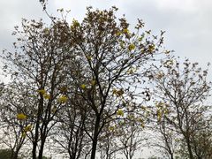 -天适樱花悠乐园