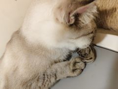 -共舞时光猫咖·狗咖(新街口店)