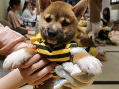-逗柴咖啡屋·狗咖猫咖宠物桌游