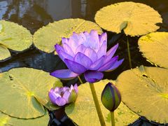 -国家植物园南园