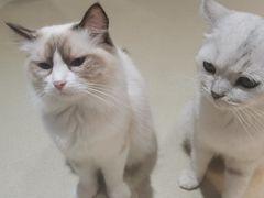 -藏猫猫咖啡主题馆(中央大道店)