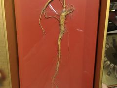 -上海市第一医药商店(南京东路店)