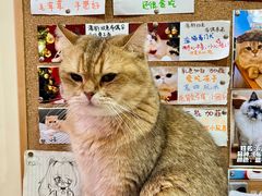 -滚猫咖啡·猫咖·猫友好撸猫(未来城店)