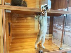 -猫十亿·布偶金渐层·曼基康矮脚猫舍(青年路店)