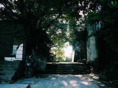 -南山植物园