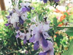 -优游吧斯邹族文化部落