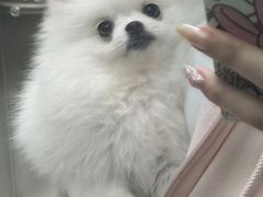 -翊宠yipet猫狗购宠庄园犬舍•猫舍