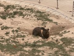 -青藏高原野生动物园