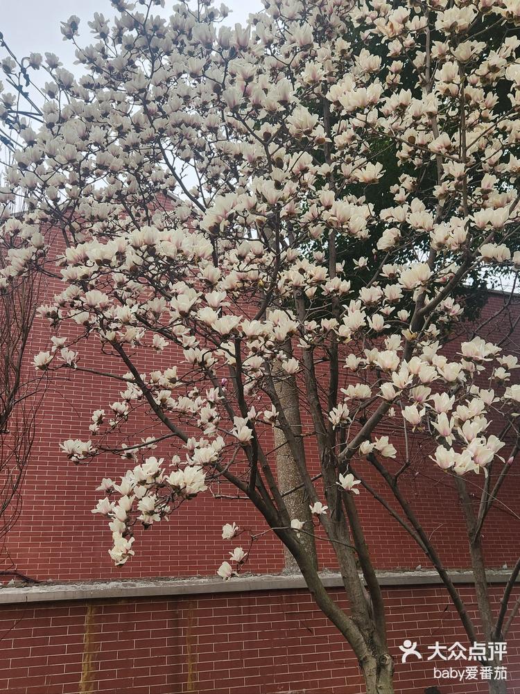 上海市市花玉兰花图片