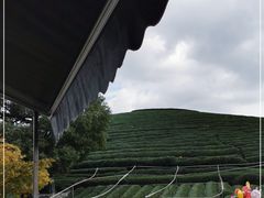 -听风阁农家私房菜茶楼(龙坞店)