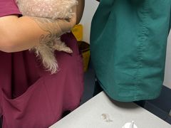 -宠颐生动物医院·猫科·心脏科(海口分院)