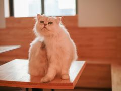 -猫腻·猫咖·撸猫馆(星光大道店)