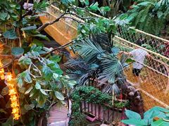 -正佳雨林生态植物园