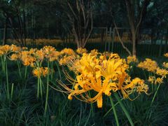-杭州植物园