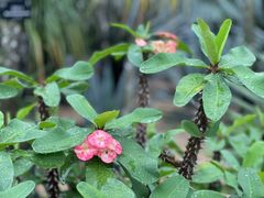 -深圳市中科院仙湖植物园