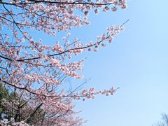 -顾村公园