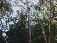 -黄埔油麻山森林公园