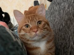 -美联众合宠物医院·爱萌分院·内外科·猫科中心