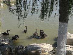 -天津东丽湖风景区