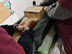 -瑞鹏宠物医院·宠保定点·心脏科·内科(御桥分院)