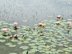 -白鹭湾湿地公园