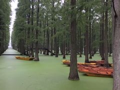 -渌洋湖湿地公园