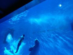 -芜湖新华联大白鲸海洋公园