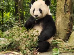 -中国大熊猫保护研究中心雅安碧峰峡基地