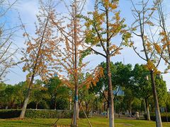 -天鹅湖体育公园