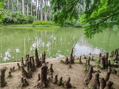 -中国科学院华南植物园