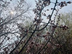 -桃花堤公园