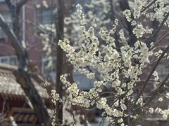 -桃花堤公园
