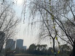 -洋湖国家湿地公园