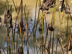 -盘龙城国家考古遗址公园