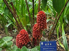-中国科学院西双版纳热带植物园