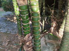 -大屏嶂森林公园
