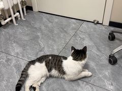 -美联众合爱康动物医院•复杂内科•肿瘤科•牙科•腔镜诊疗中心