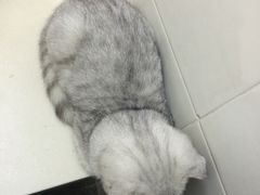 iphone_upload_pic-甄爱宠物医院(疏影路店)