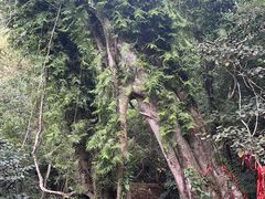 -七仙岭温泉国家森林公园