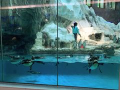 -帝企鹅自助餐厅•儿童岛•真企鹅(长隆企鹅酒店)