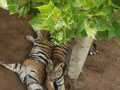 -西霞口神雕山野生动物世界